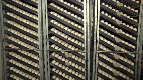Tiered rows of chicken eggs in a large agro-industrial incubator Stock Footage 122625845