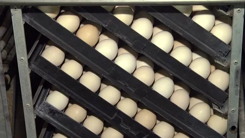 Tiered rows of chicken eggs in a large agro-industrial incubator Stock Footage 122625887
