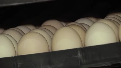 Tiered rows of chicken eggs in a large agro-industrial incubator Stock Footage 122625888