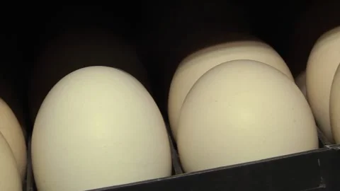 Tiered rows of chicken eggs in a large agro-industrial incubator Video stock 122625944
