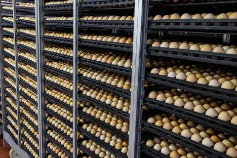 Tiered rows of chicken eggs in a large agro-industrial incubator Stock Photos