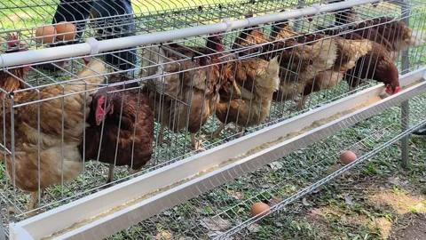 Tiered Small Scale Backyard Layer Hen Cage Display at Agricultural Event Stock Footage 345476544
