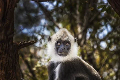 Tierisches Treiben im Yala-Nationalpark: Begegnungen mit der Wildnis auf S... Stock Photos