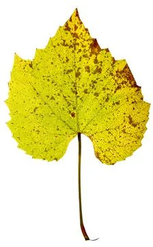 Tieuille leaf in the fall Stockfoto's