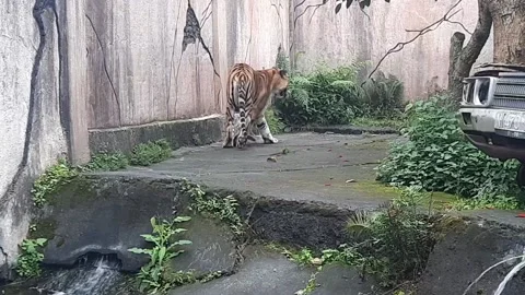 Tiger 001 Stock Footage 171232923