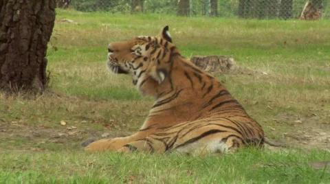 Tiger 02 Stock Footage 852526