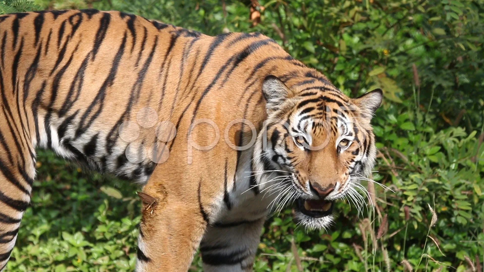 tiger, image size:1920x1080