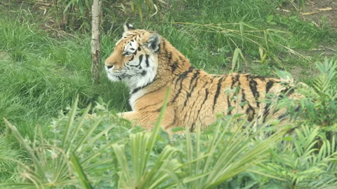 Tiger 1 Stock Footage 197190847