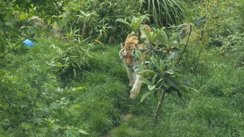 Tiger 2 Stock Footage 197201086