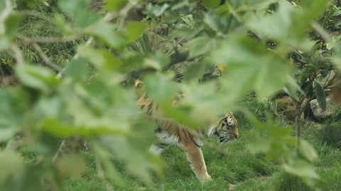 Tiger 3 Stock Footage 197200735