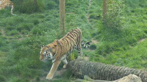 Tiger 4 Stock Footage 197191551