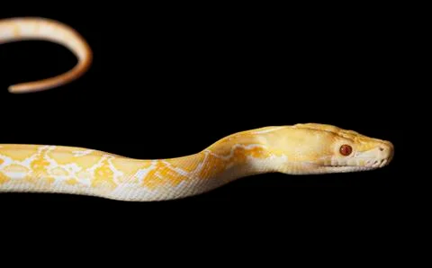 Tiger albino python 스톡 사진