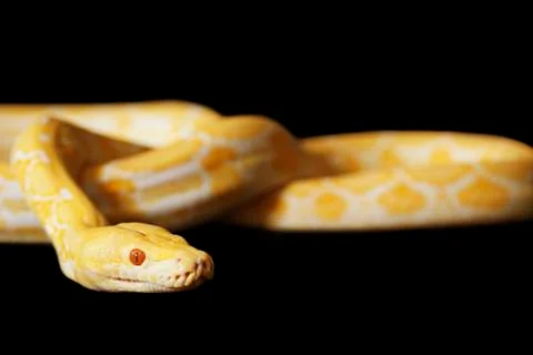 Tiger albino python Photos
