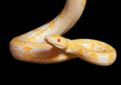 Tiger albino python 写真素材