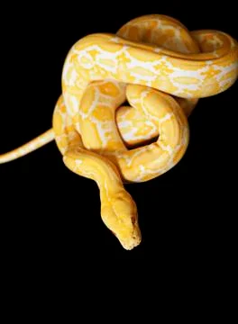 Tiger albino python 스톡 사진