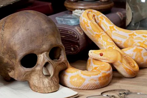 Tiger albino python 스톡 사진