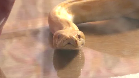 Tiger Albino python snake 스톡 동영상 306397316