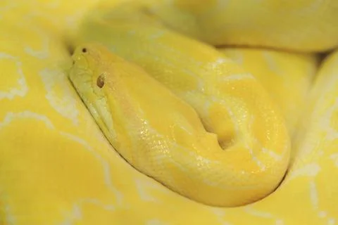 Tiger albino python snake, yellow viper Stockfoto's