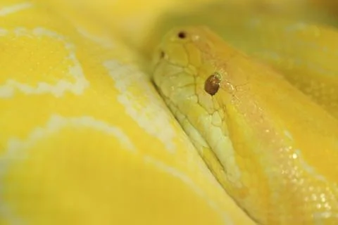 Tiger albino python snake, yellow viper Stock Photos