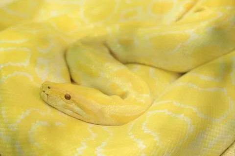 Tiger albino python snake, yellow viper 写真素材