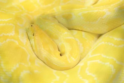 Tiger albino python snake, yellow viper Stockfoto's