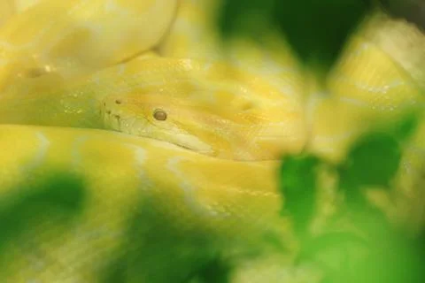 Tiger albino python snake, yellow viper Stock Photos