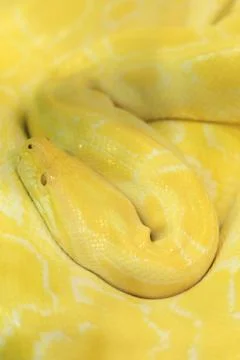 Tiger albino python snake, yellow viper 스톡 사진