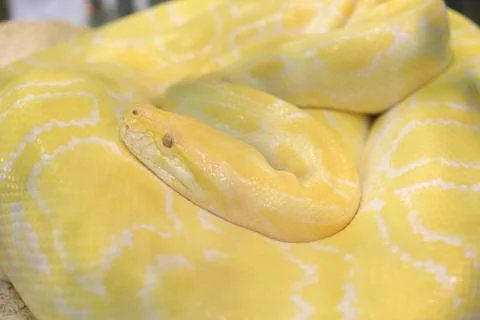 Tiger albino python snake, yellow viper Stock Photos