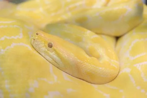 Tiger albino python snake, yellow viper Stockfoto's