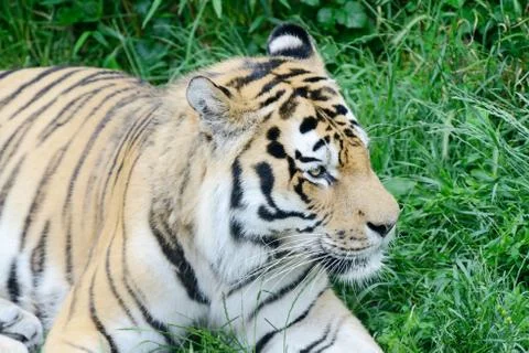Tiger alert Stock Photos