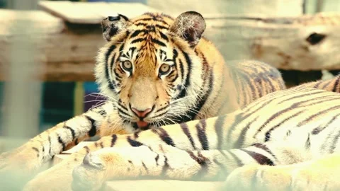 A tiger that is alone Stock Footage 219970245