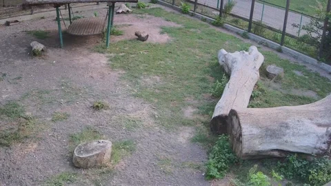 The tiger alone is waiting for the second tiger to be released to him 스톡 동영상 159960991