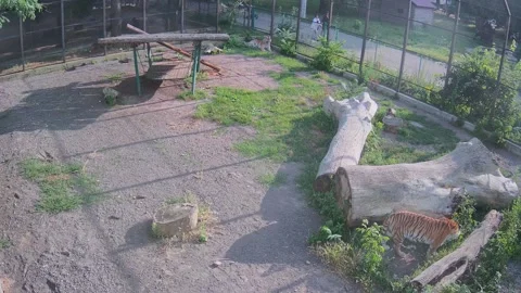 The tiger alone wanders the cage in search of a secluded place with a shade Stock Footage 156596800