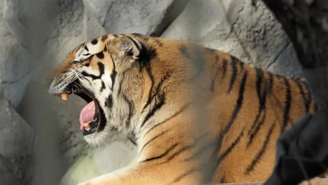 Tiger. The Amur tiger opens its mouth while lying on a platform in the zoo. Video stock 142276068