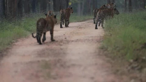 Tiger and  5 cubs in walking in Indian forest slow motion Stock Footage 164650211