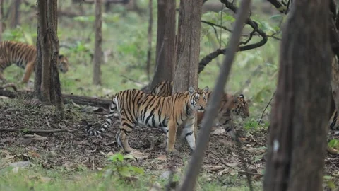 Tiger and 5 cubs walking in Indian forest slow motion Stock Footage 164652015