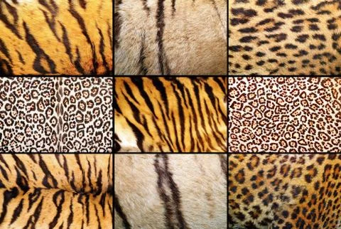 Tiger and leopard different real patterns Stock Photos