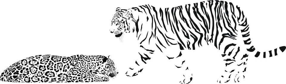 Tiger and leopard Stock Illustration