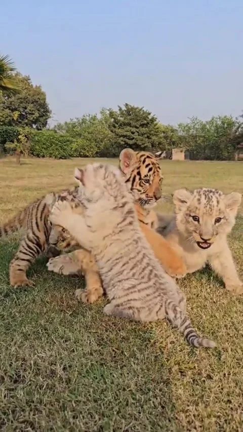 Tiger and Lion Cubs Playing on Grass Video stock 333077270