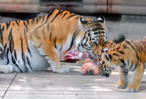 Tiger and tiger cub Stock Photos