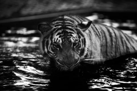 Tiger and the Water Stock Photos