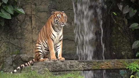 Tiger and waterfall. Stock Footage 82948014