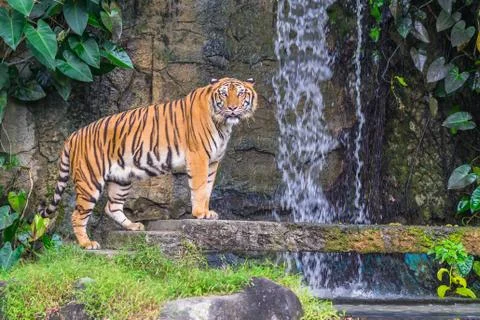 Tiger and waterfall. Stock Photos