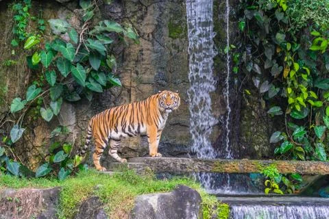 Tiger and waterfall. Stock Photos