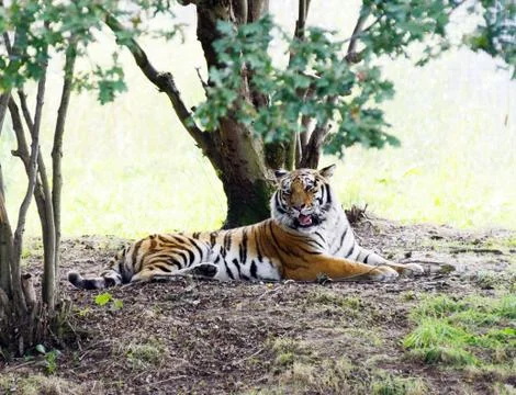 Tiger angry Stock Photos
