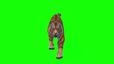 Tiger Animation on Green Screen Background Stock Footage 312552505