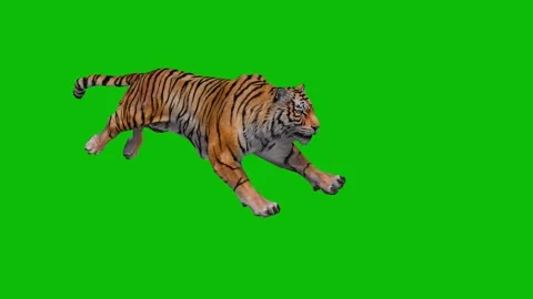 Tiger Animation on Green Screen | Powerful Jungle Predator in Motion Stock Footage 312550747