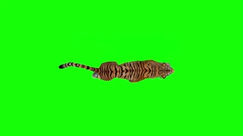 Tiger Animation Top View on Green Screen Background Stock Footage 312552580