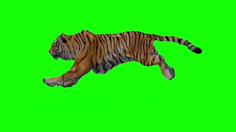 Tiger Animation Walking and Running on Green Screen Background Stock Footage 312552584