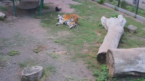 The tiger attack another tiger from behind and throw itself on its back Stock Footage 160105700